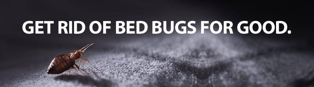 Gastonia and charlotte bed Bug exterminator