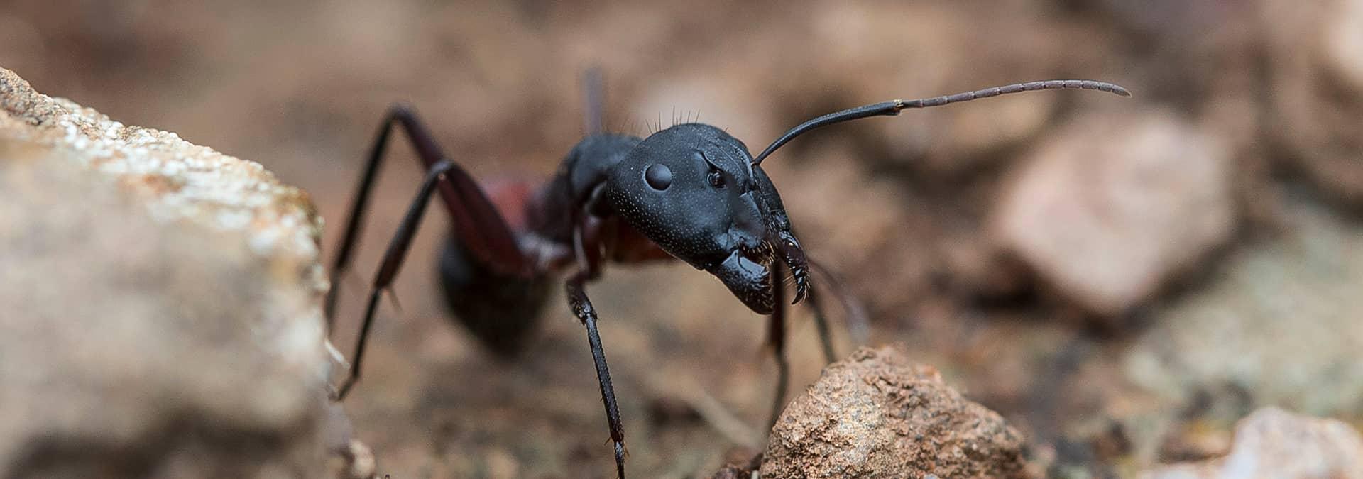 Carpenter Ant Control Organic Pest Control